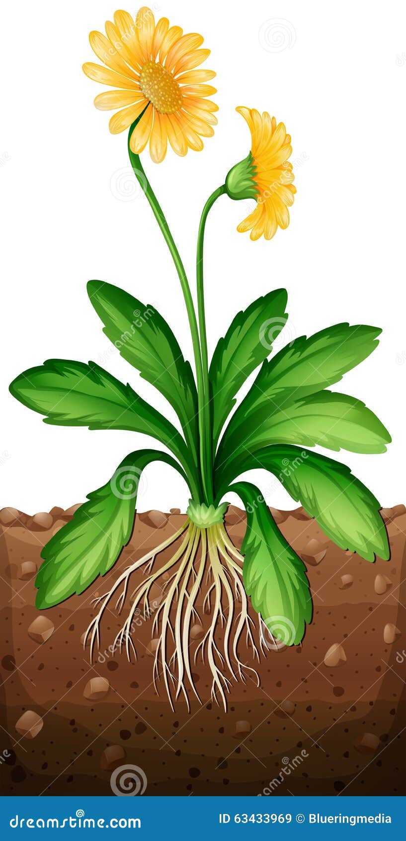 Yellow Daisy Plant In The Ground Stock Vector - Image: 63433969