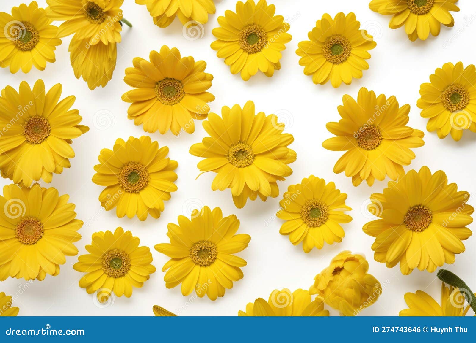 Yellow Daisy Seamless White Background Top Down View Stock Illustration
