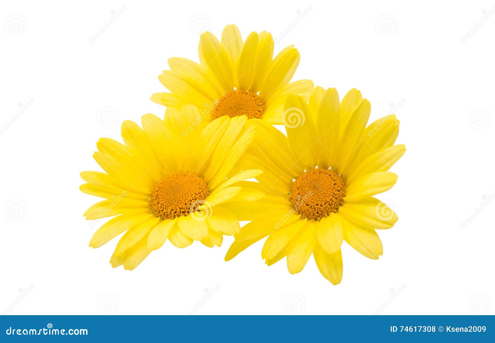Yellow daisy stock photo. Image of object, botany, garden - 74617308