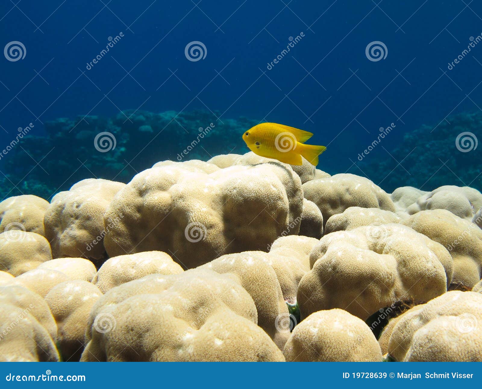 Yellow Damsel Fish on Coral. Small yellow damsel fish on a coral in clear blue water