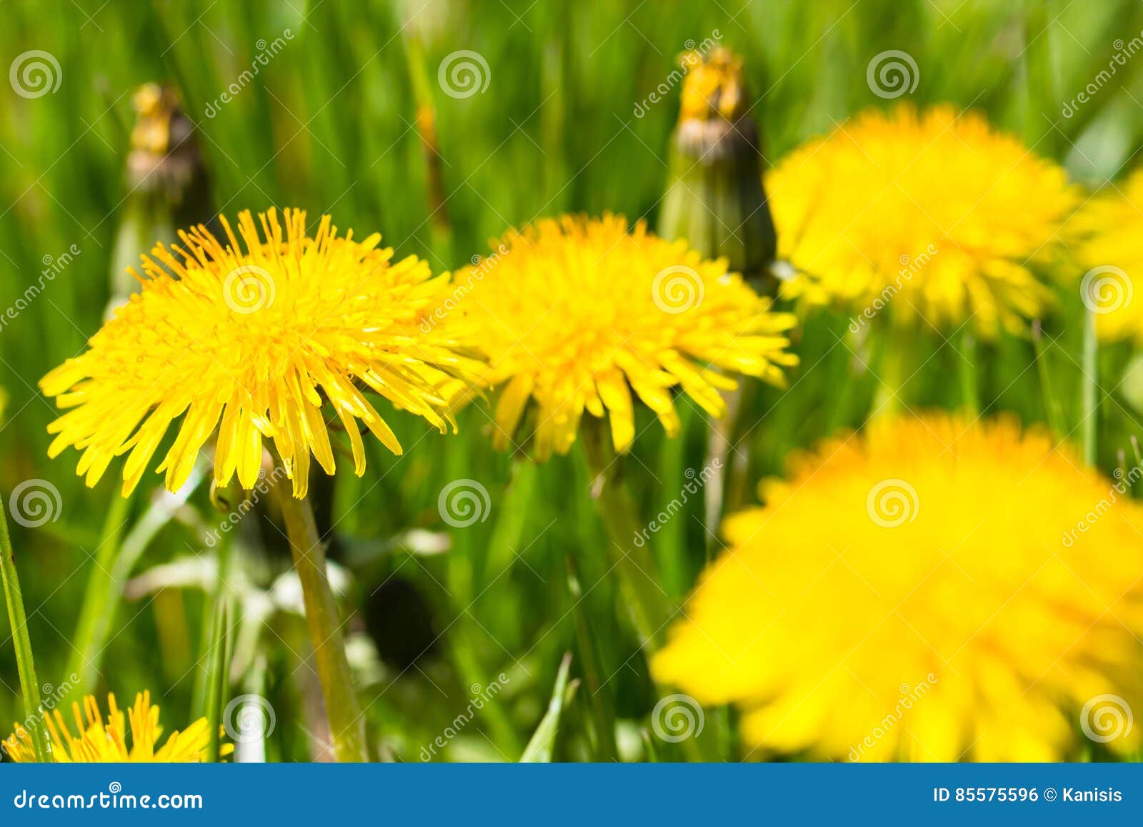 Yellow Dandelion Flower On Green Grass Summer Or Spring Meadow Stock