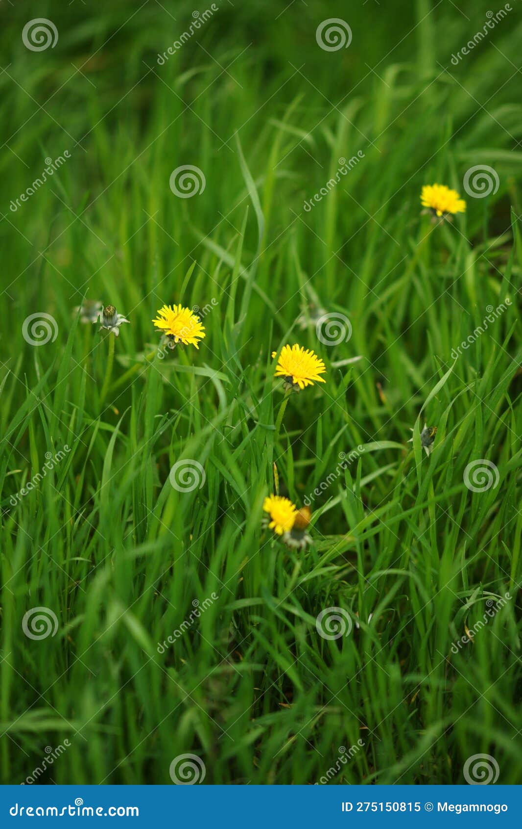 Yellow Dandelion Flowers Grows in Green Grass Stock Image Image of floral, flower 275150815