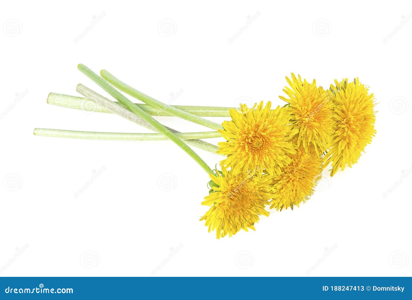 Yellow Dandelion Flowers on Stem Isolated on White Background Stock