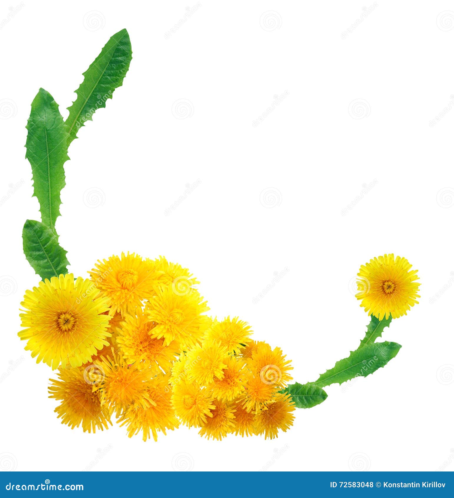 Yellow Dandelions Border stock photo. Image of dandelion 72583048
