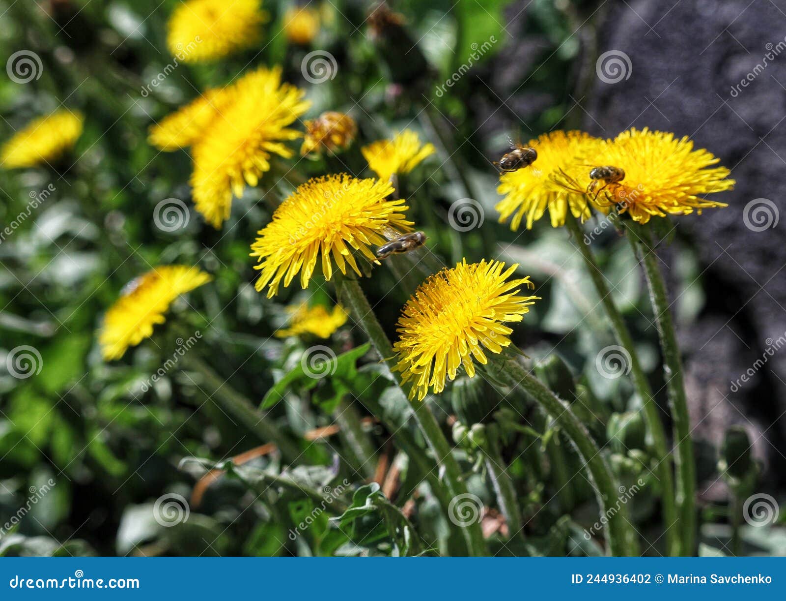 yellow dandelions close up, summer . the insectes is flying