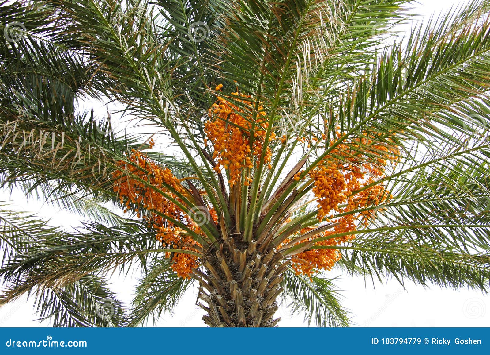 Yellow Date Fruit on Falm Tree Stock Image Image of date, east 103794779