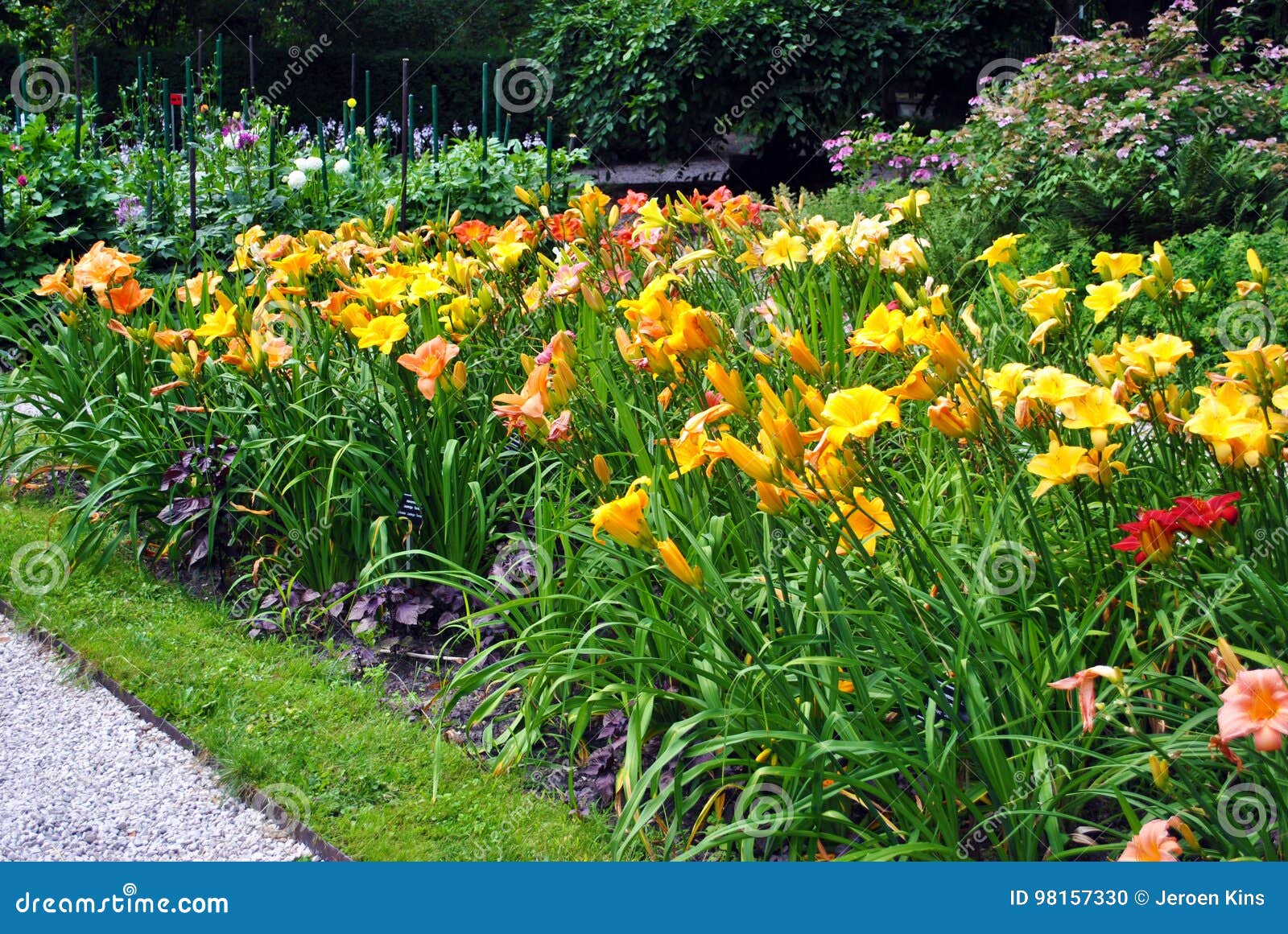 yellow daylily flowers