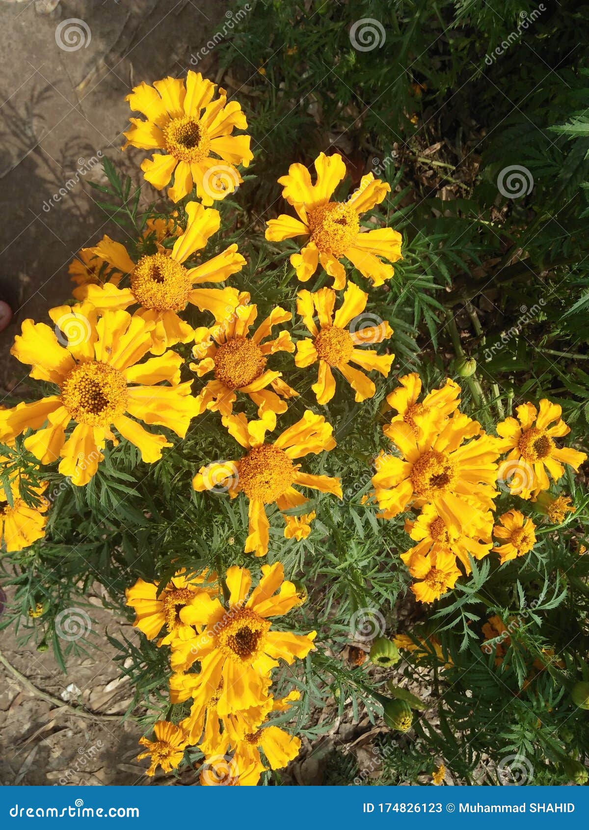 Yellow with Different Petals Flowers in Springs Stock Image - Image of ...