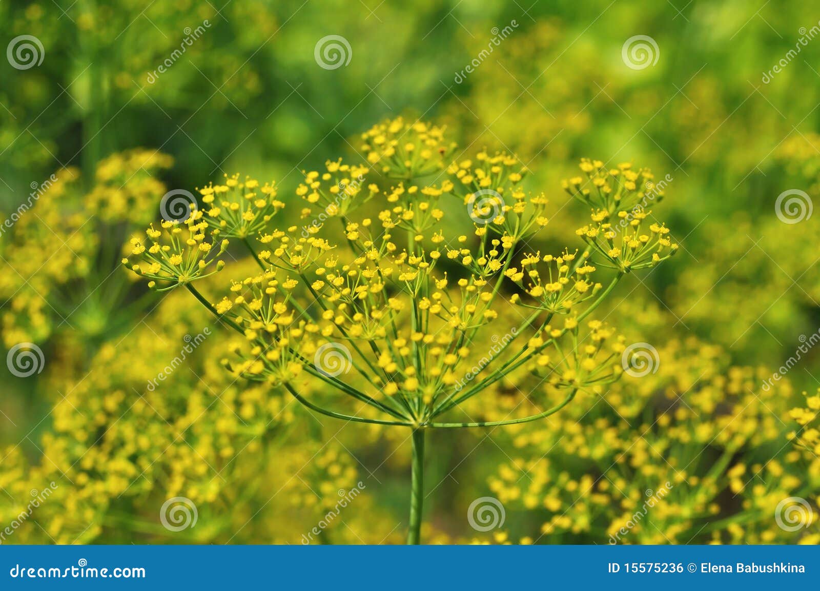 Yellow dill stock photo. Image of salad, background, leaf 15575236