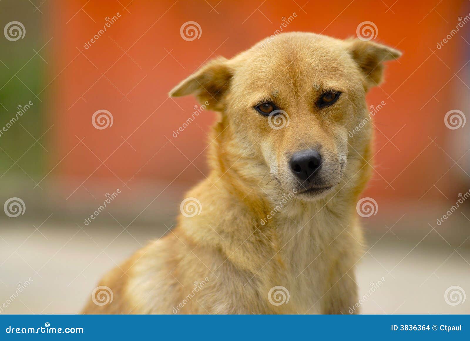 Yellow dog stock photo. Image of full, doggy, pure, cute - 3836364