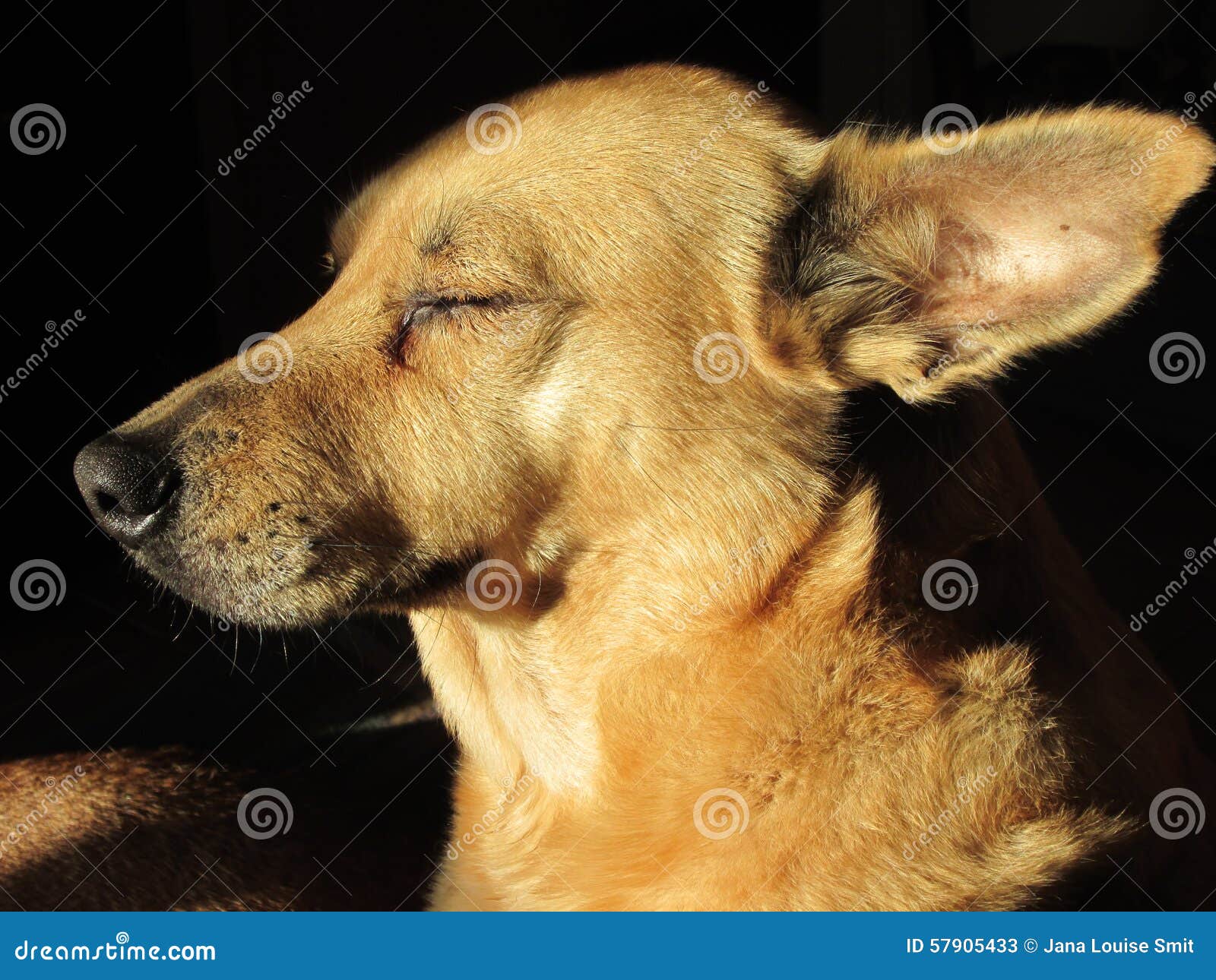 Yellow Dog. stock image. Image of sunlight, peace, outside 57905433