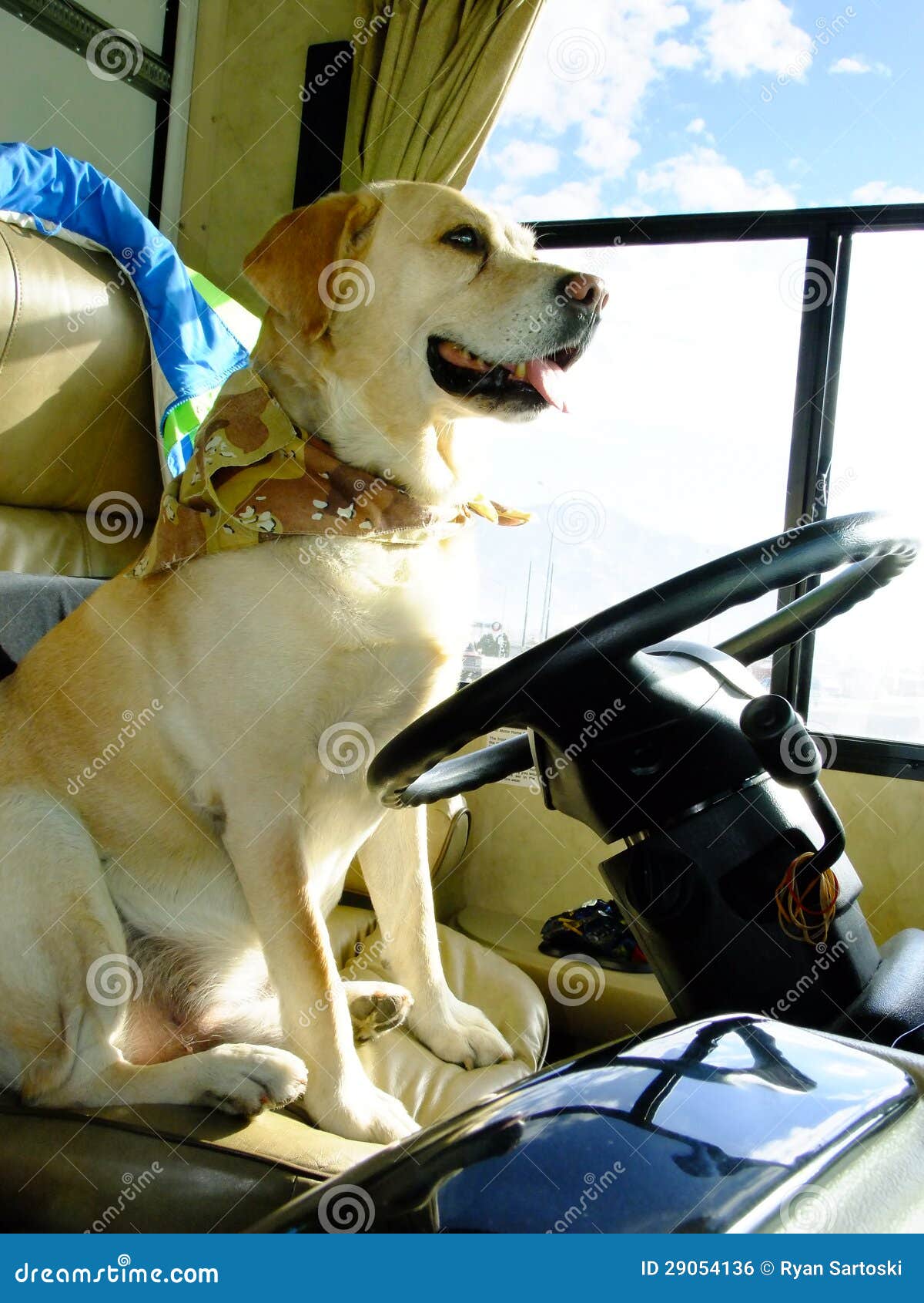 Yellow Dog Driving stock photo. Image of adventure, retriever 29054136