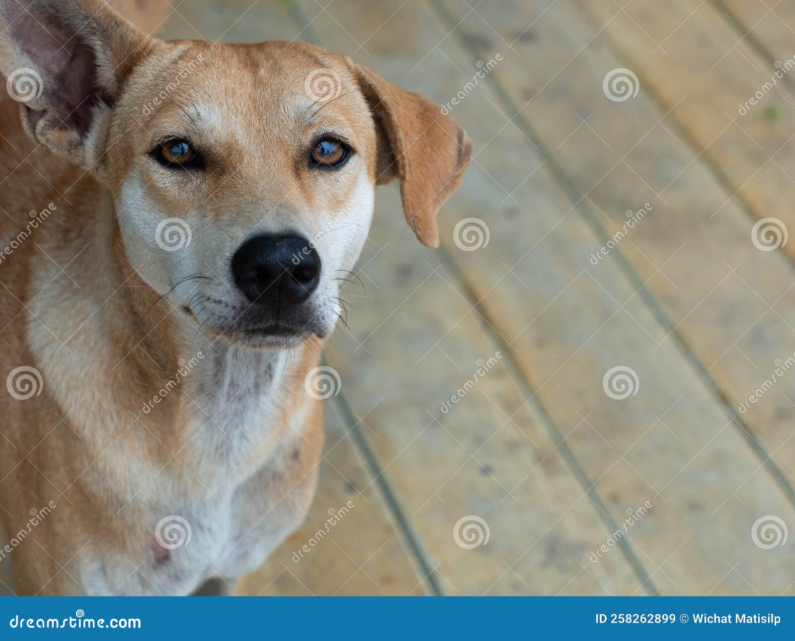 Yellow Dog with One Ear Upright Stock Image Image of funny, looking