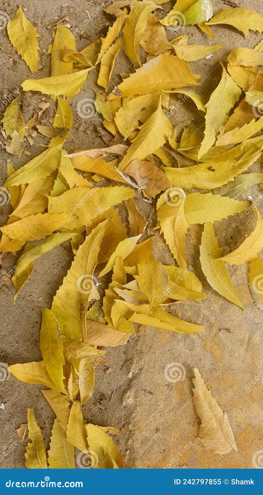 Yellow Dried Leaves of Neem Tree on the Ground. Stock Image