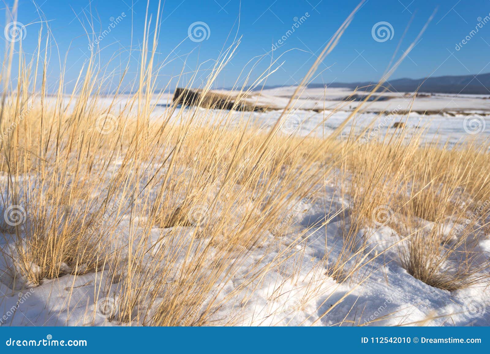 Yellow Dry Grass on the Island in Winter Stock Photo Image of