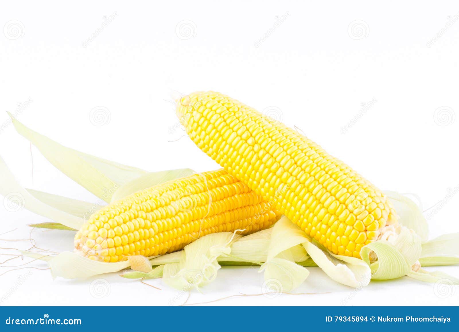 Yellow Ear of Sweet Corn on Cobs Kernels or Grains of Ripe Corn on