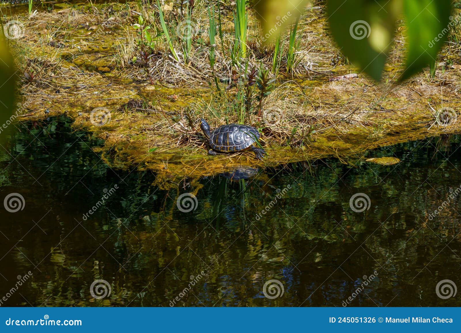 yellow-eared slider, trachemys scripta is a turtle of the family emydidae