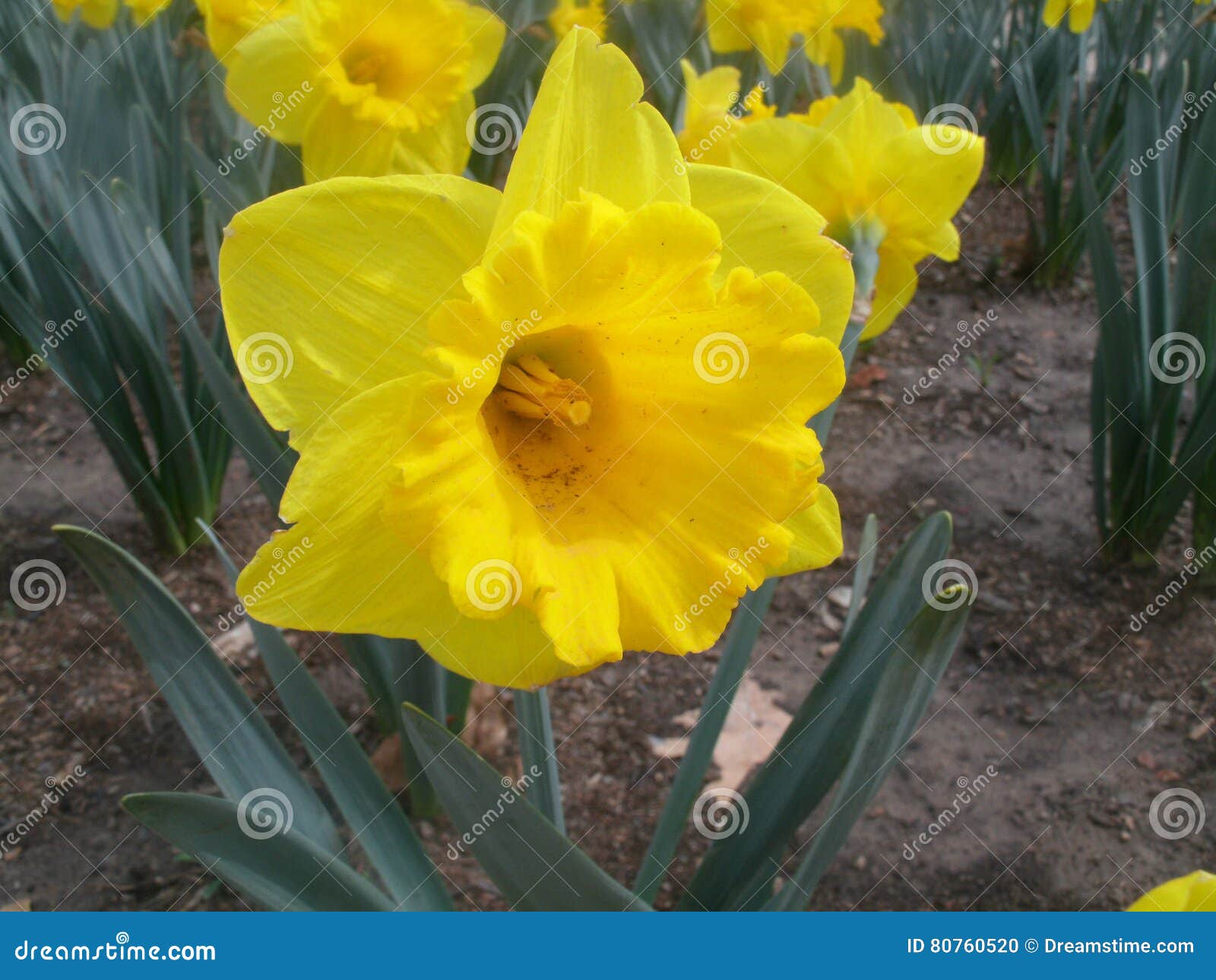 Yellow Easter Lilly stock photo. Image of outdoors, outside - 80760520