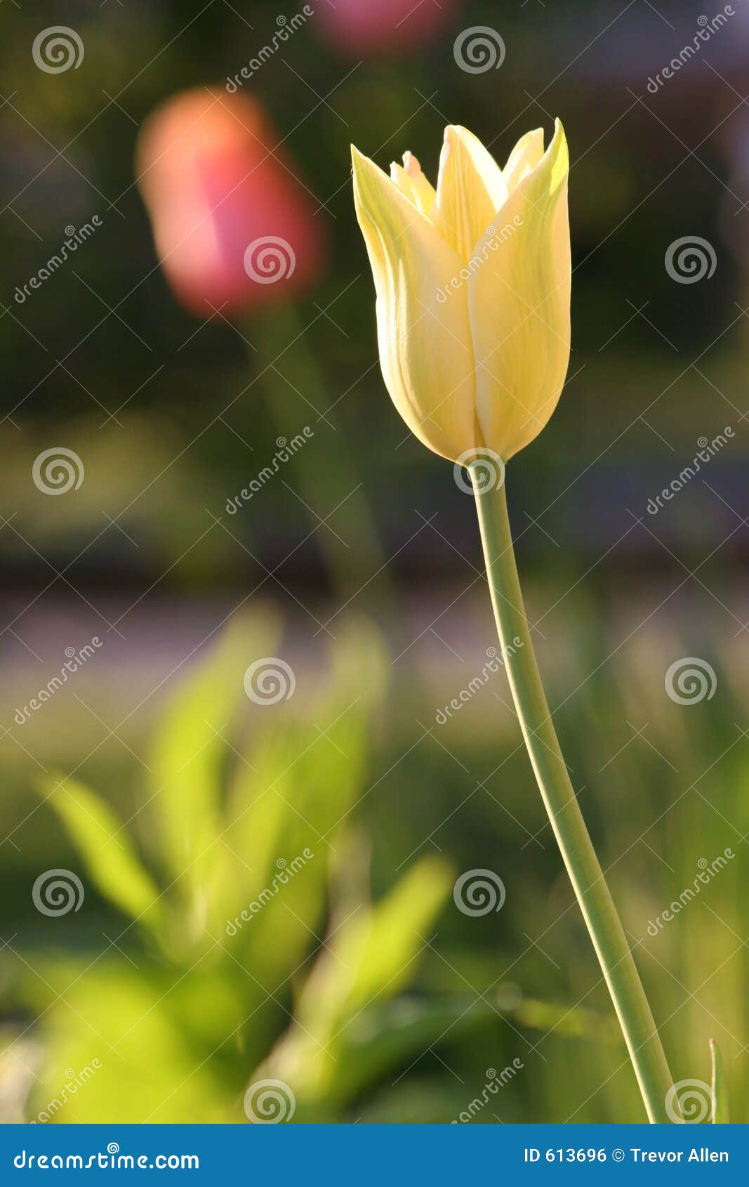 Yellow Easter Tulip stock photo. Image of easter, pretty 613696