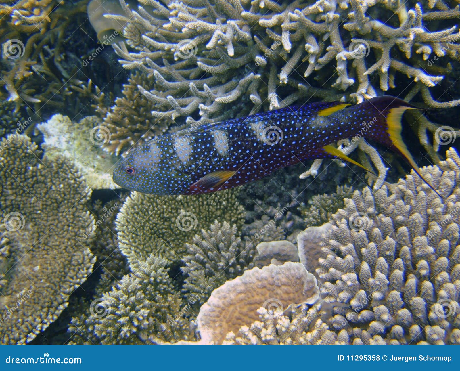 yellow-edged lyretail, south ari atoll, maldives