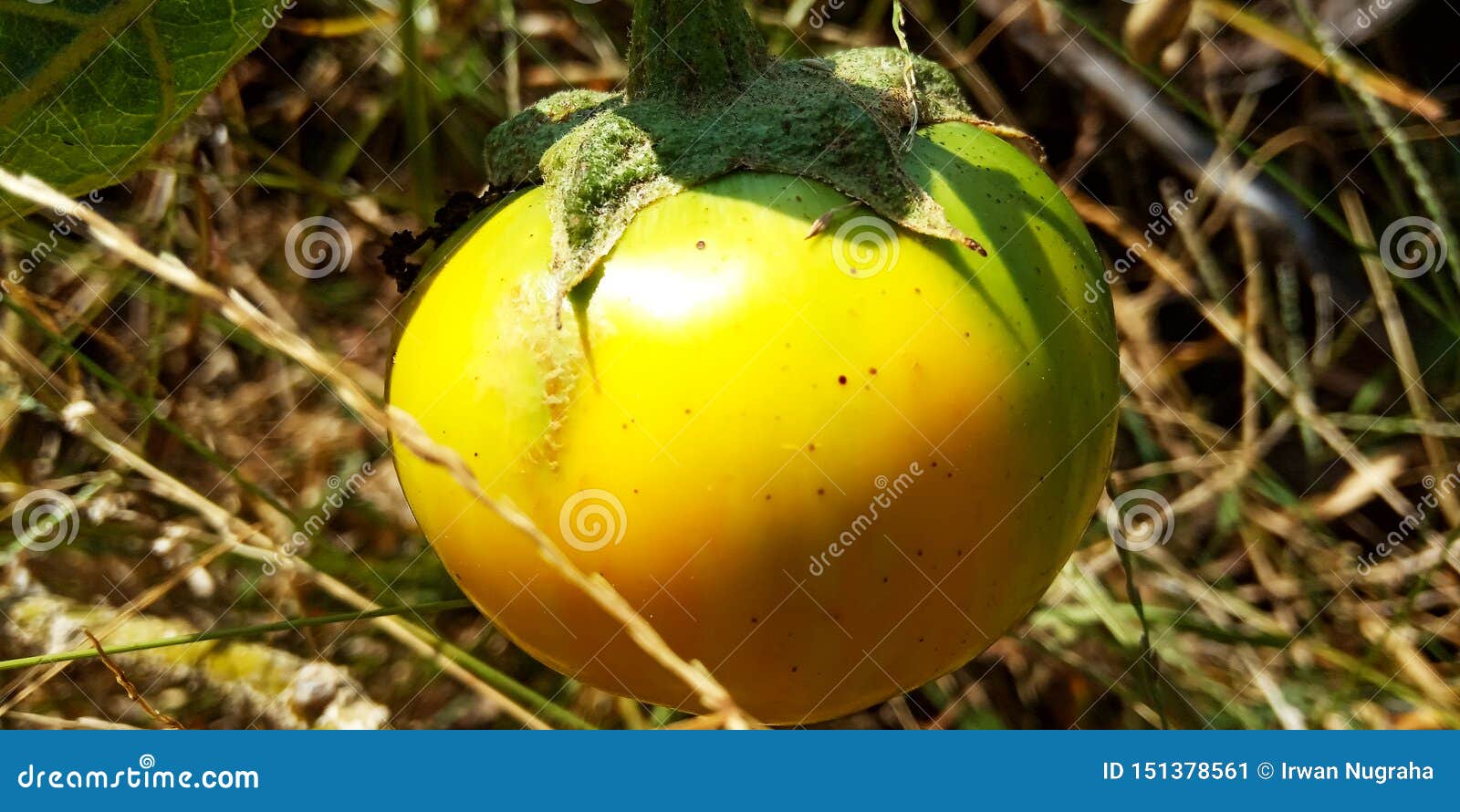 Yellow eggplant stock image. Image of leaf, nature, background 151378561