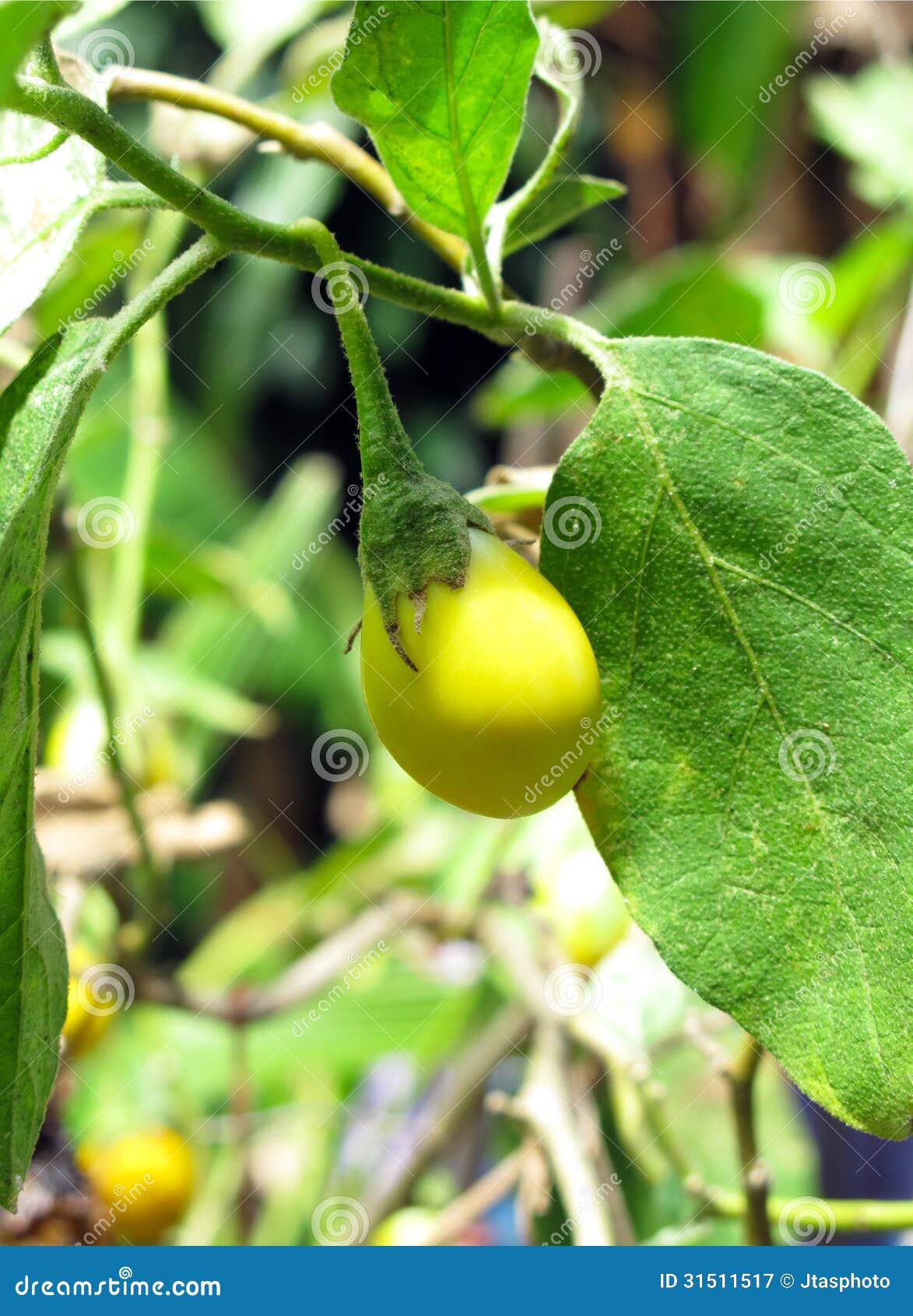 Yellow eggplant stock image. Image of growing, green 31511517
