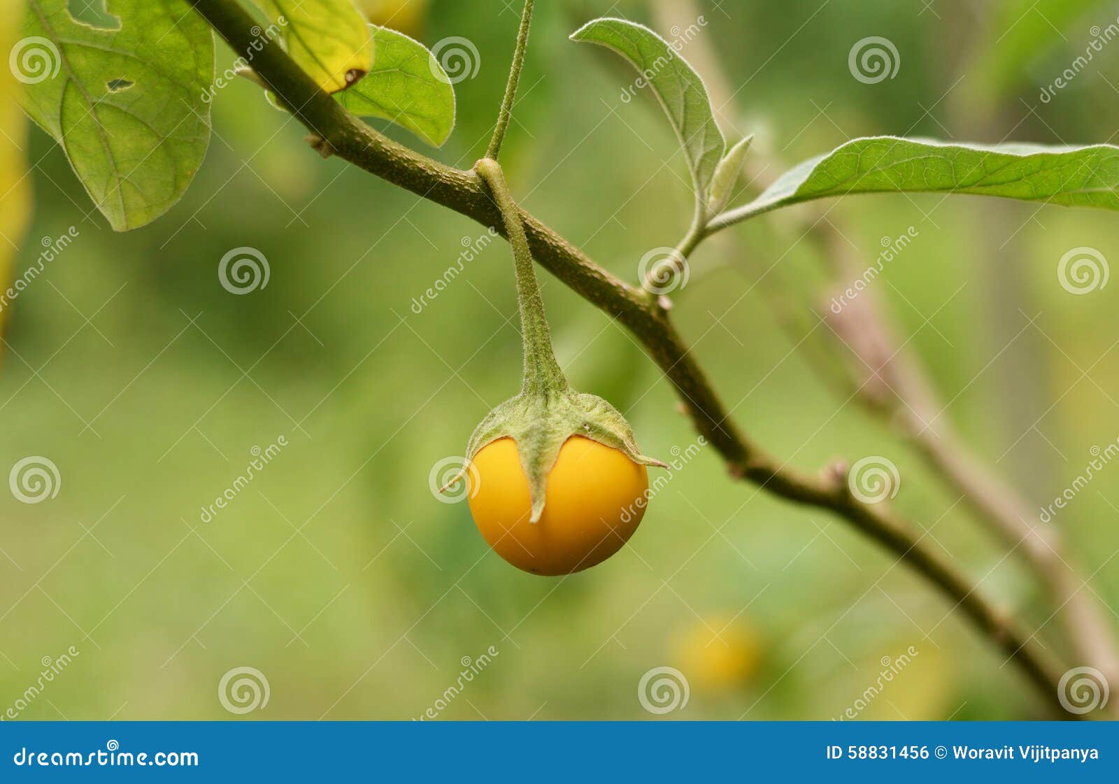Yellow eggplant stock photo. Image of nature, ripe, farm 58831456