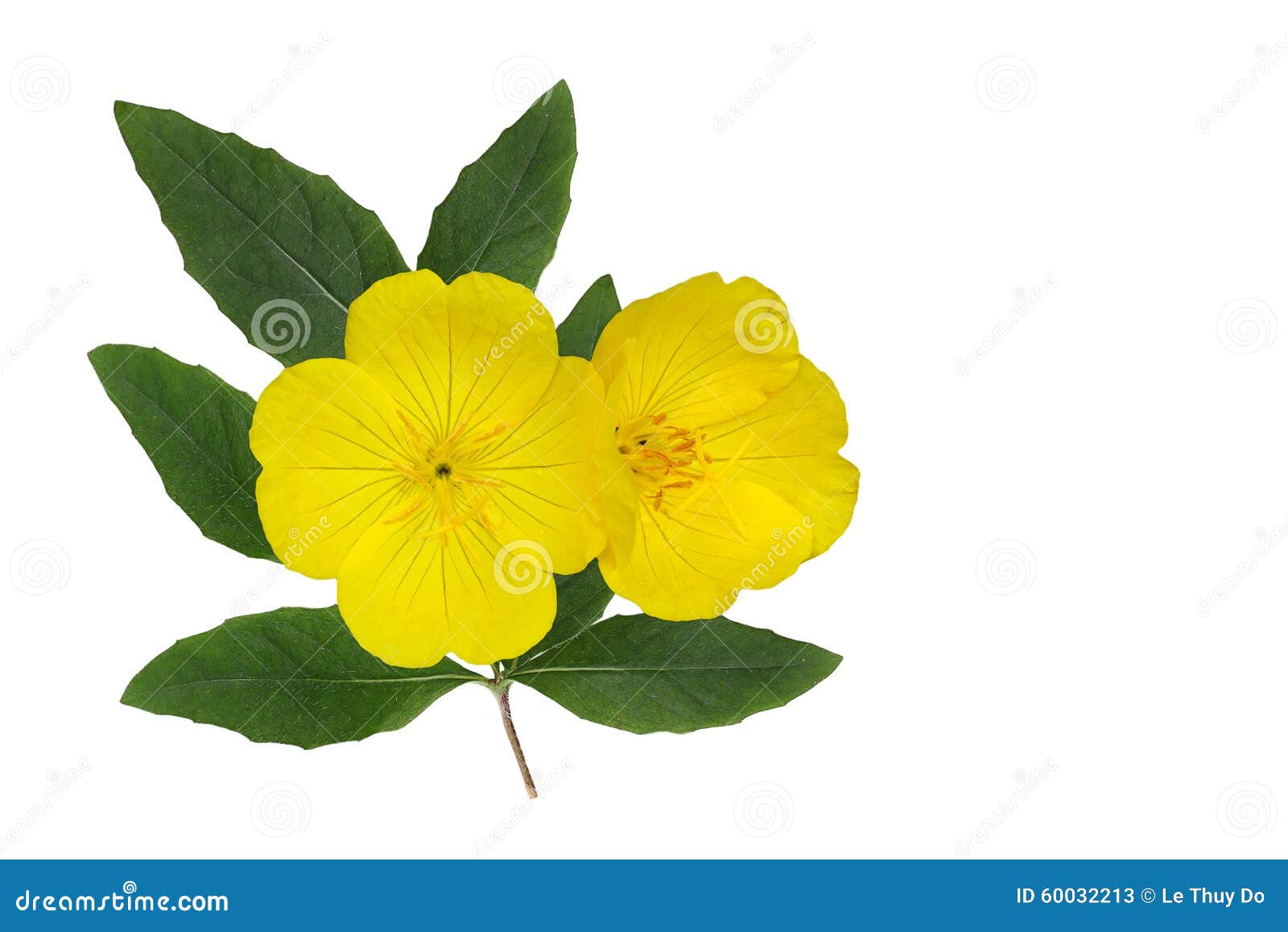 yellow evening primrose