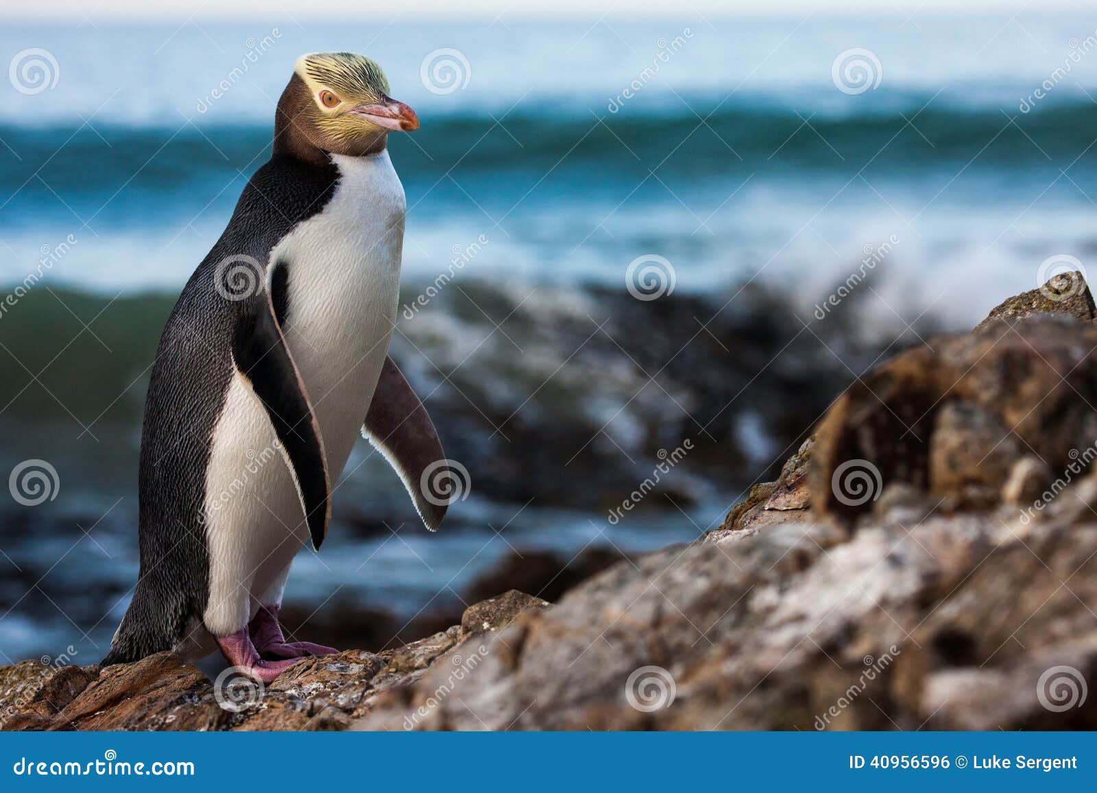yellow-eyed penguin