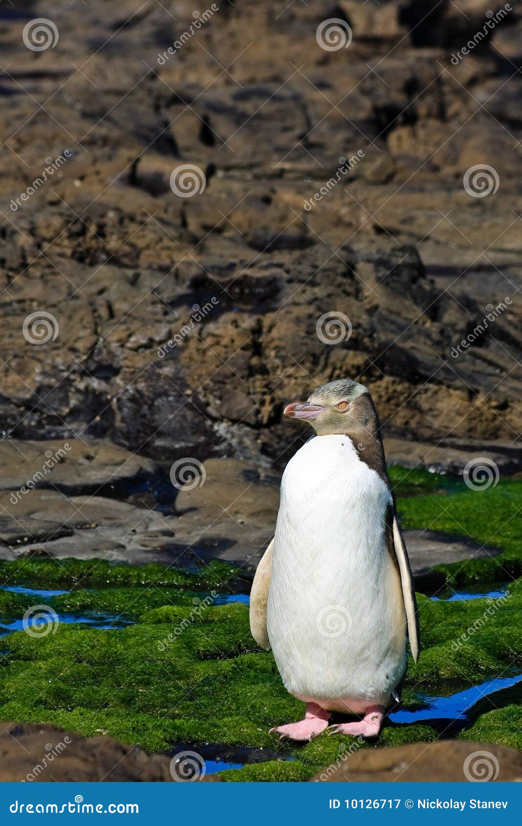yellow eyed penguin posing