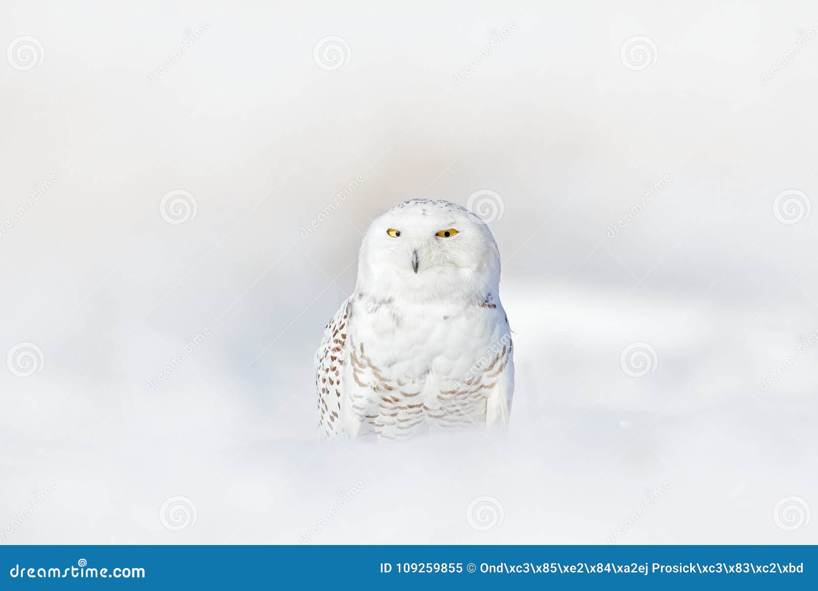 yellow eyes in white plumage feathers. snowy owl, nyctea scandiaca, rare bird sitting on snow, winter with snowflakes in wild finl
