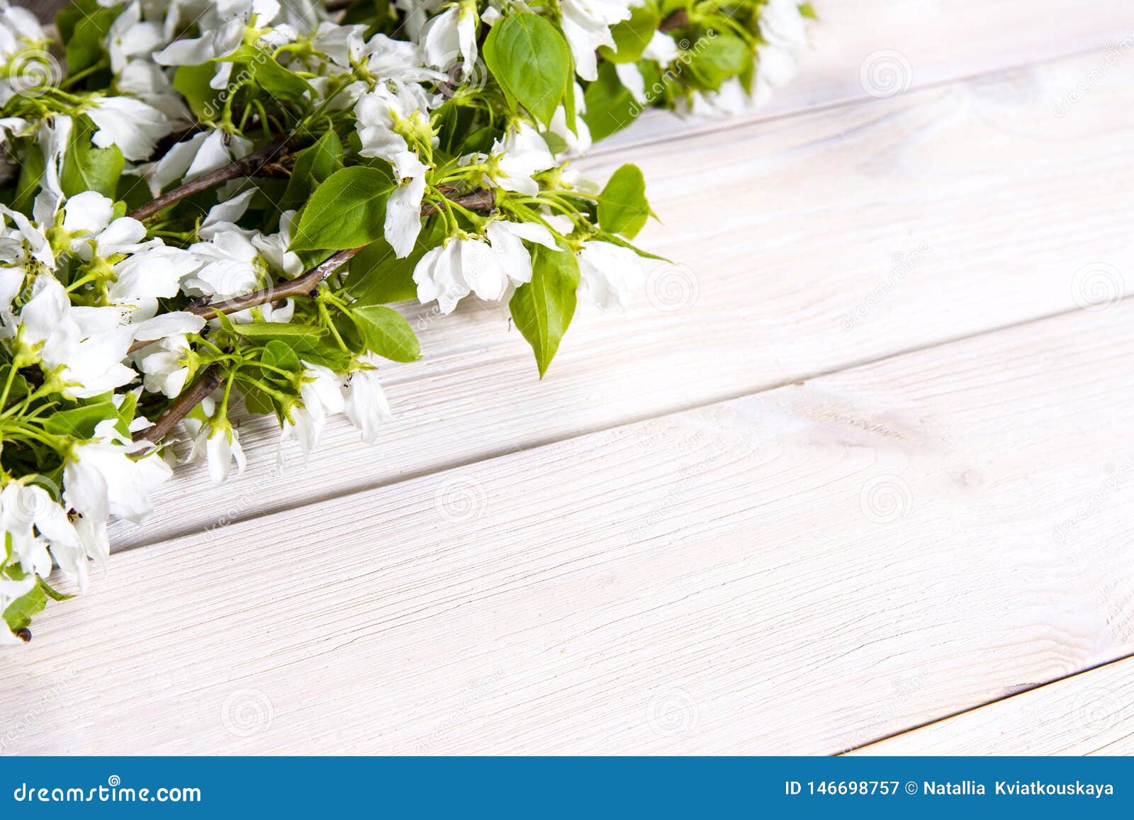 Spring background. Cherry flowers on a wooden background. Selective focus. Copy space. Banner. Springtime concept.