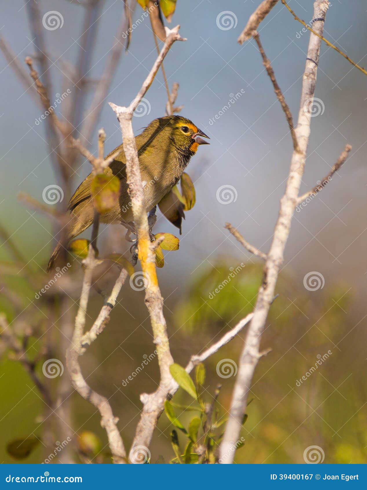 yellow-faced grassquit on a tree