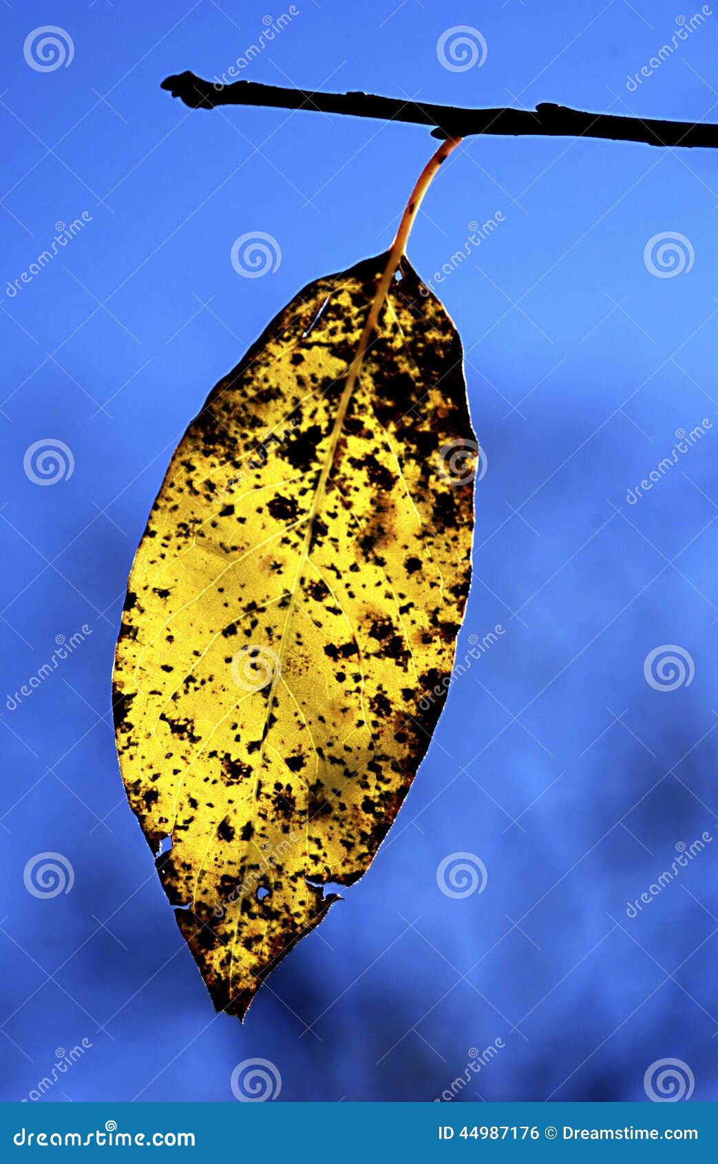 yellow fall leaf in morning backlight cades cove