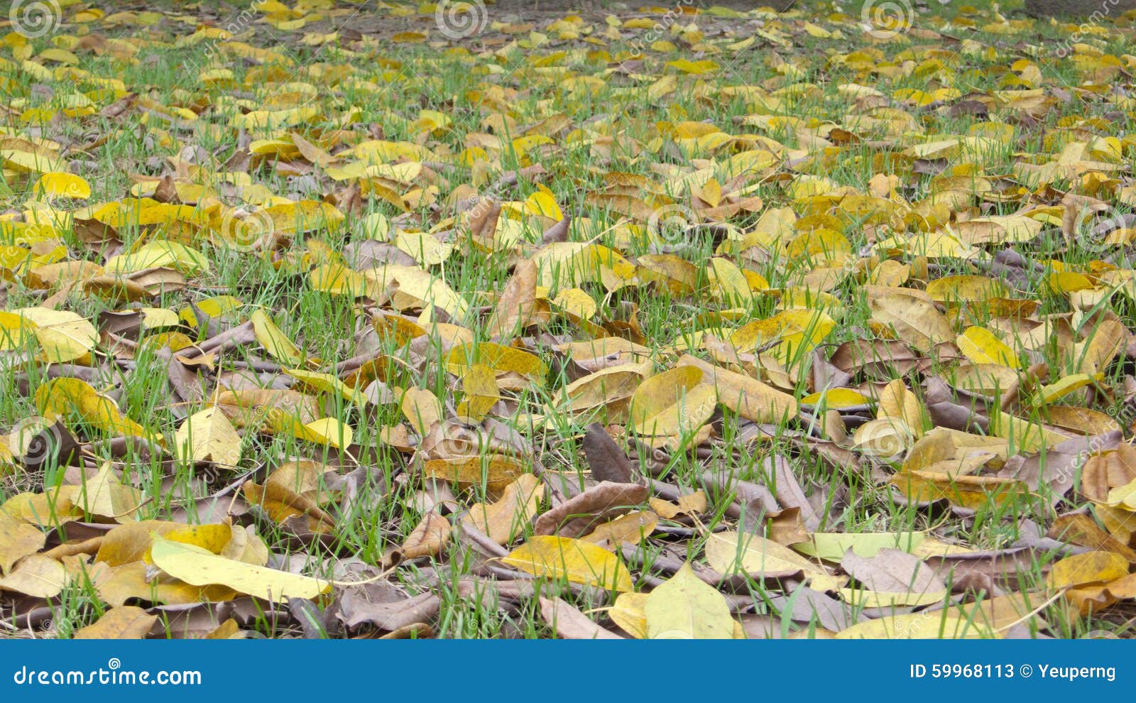 Trees with yellow leaves in fall, Islamorada FL