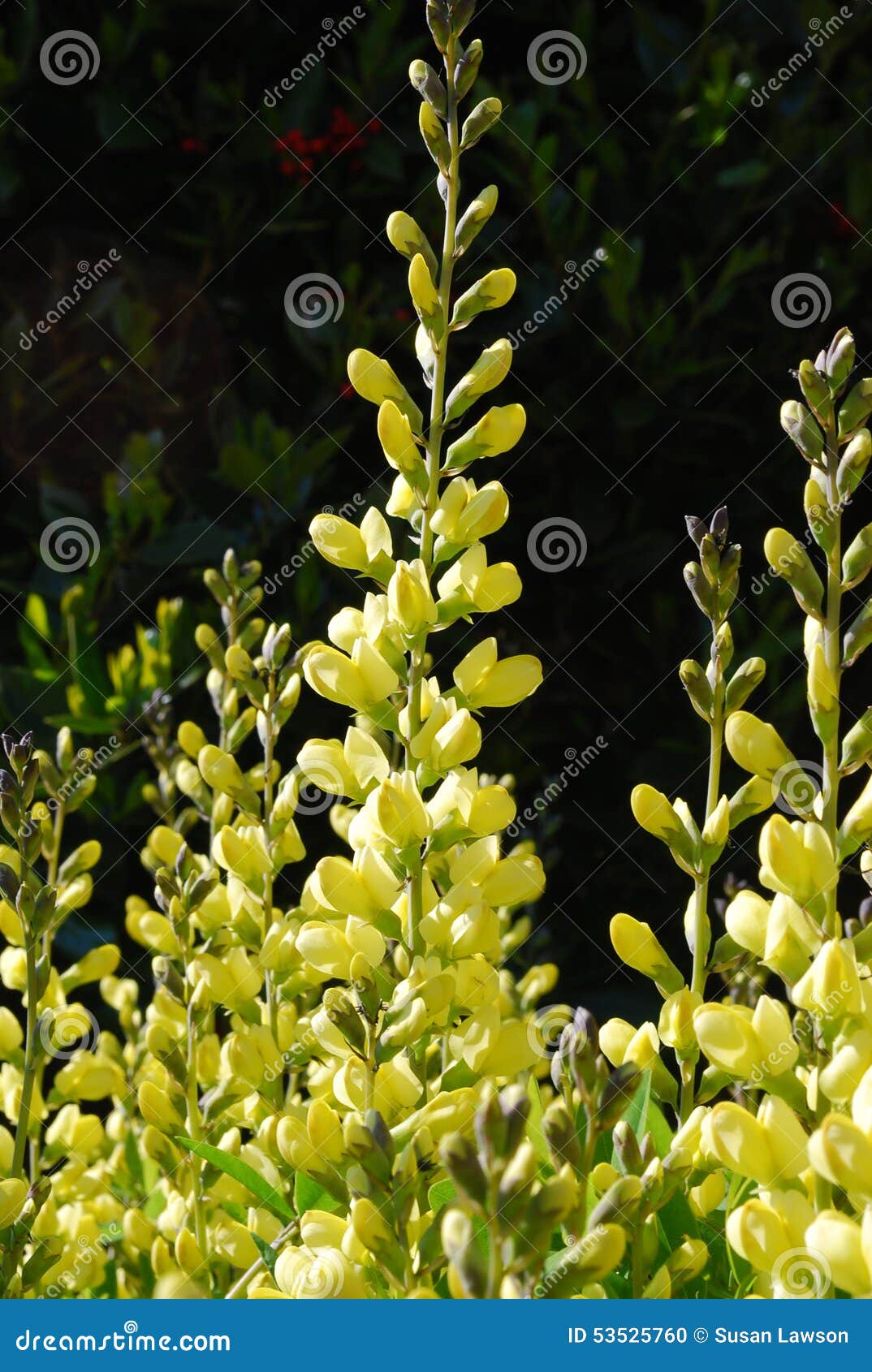 yellow false indigo baptisia (fabaceae)