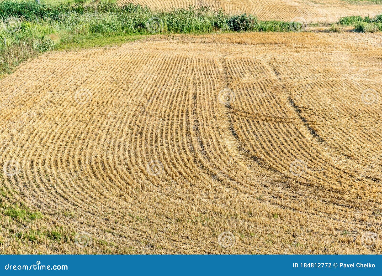Yellow farm field stock photo. Image of rural, agriculture 184812772
