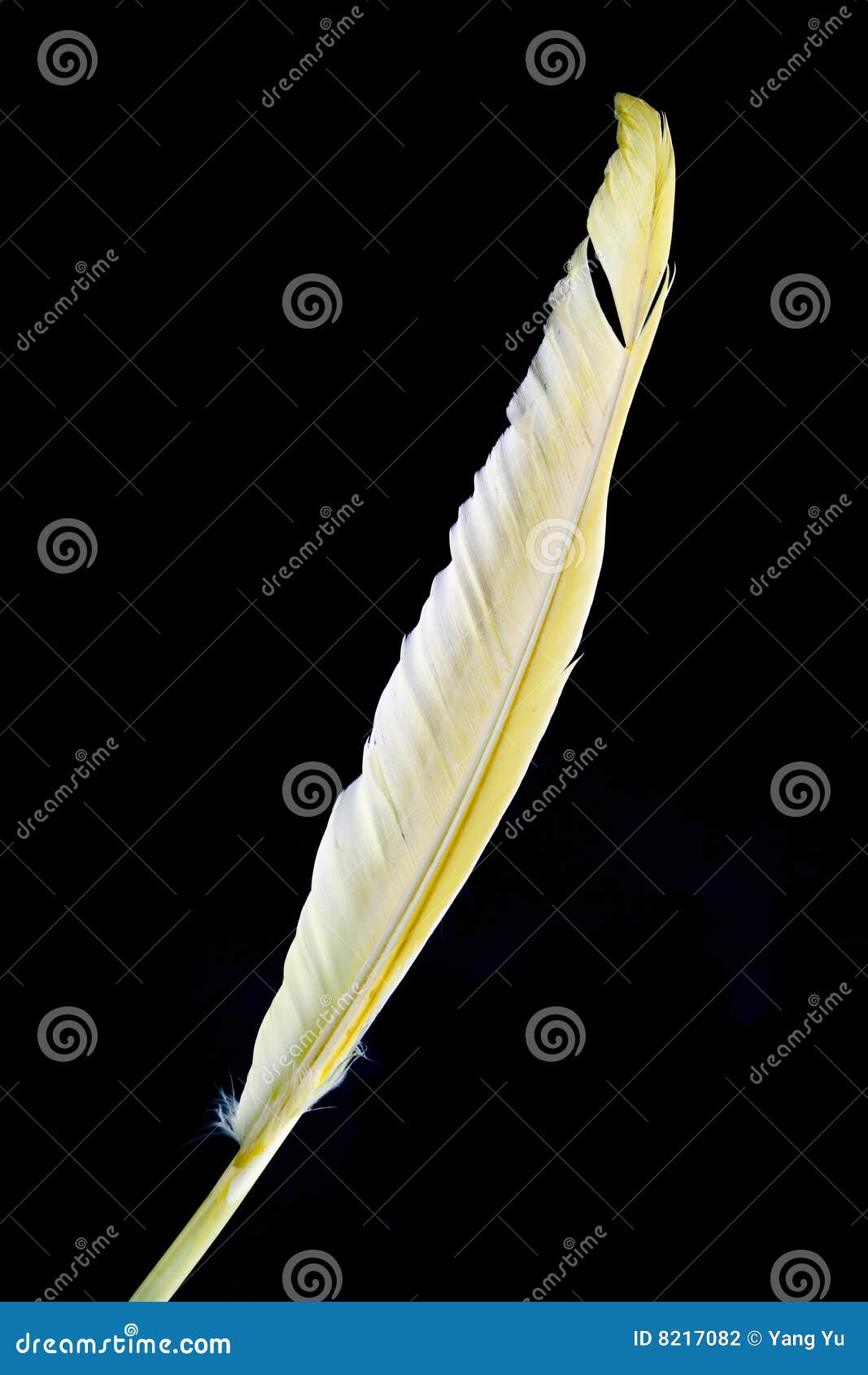 Yellow feather stock photo. Image of lightness, fluff 8217082