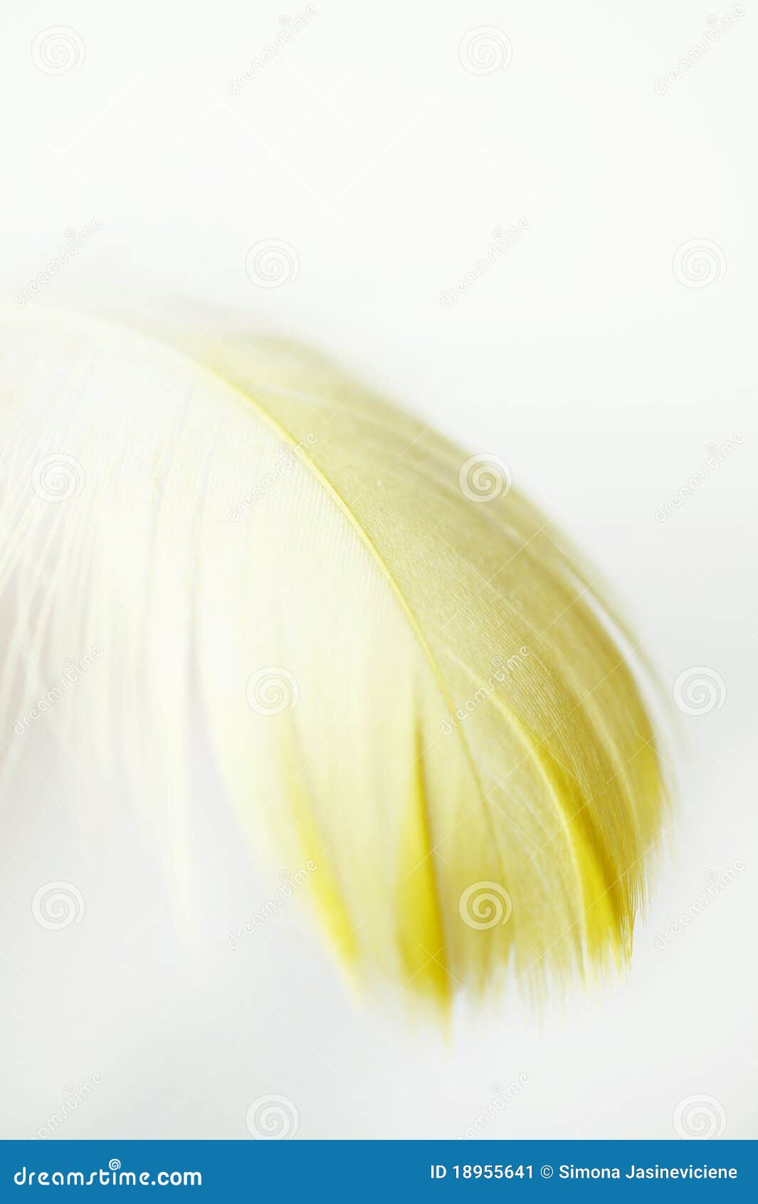 Feather Yellow Stock Photos - 762,565 Images