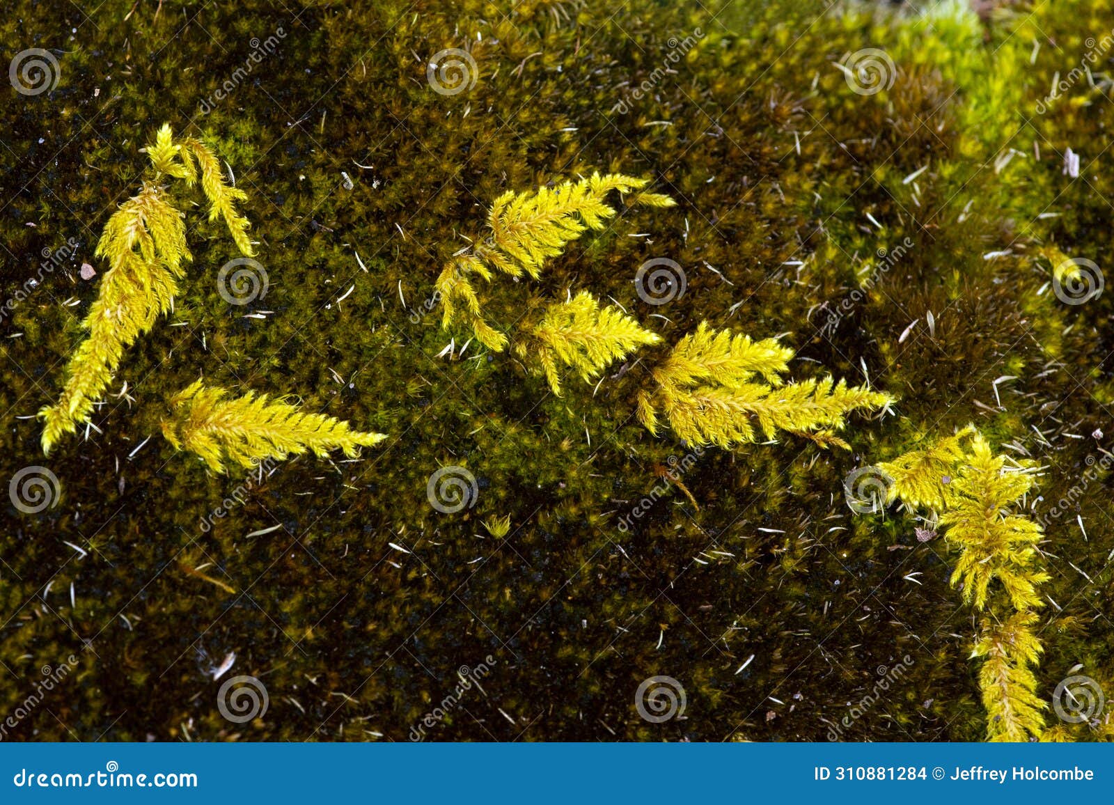 yellow feather moss growing over darker mosses in vernon, connecticut