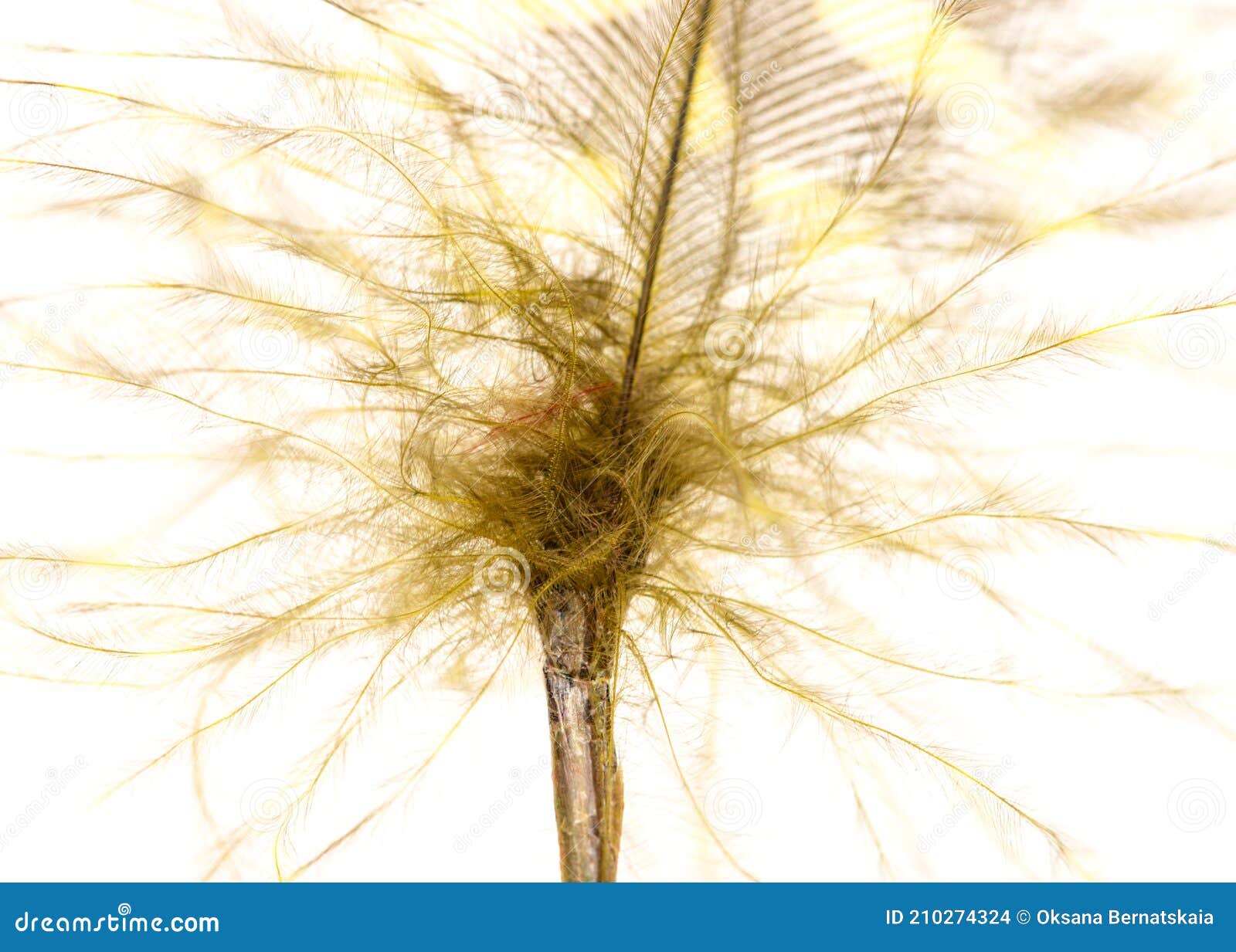 Yellow Feather on a White Background Stock Photo - Image of feather
