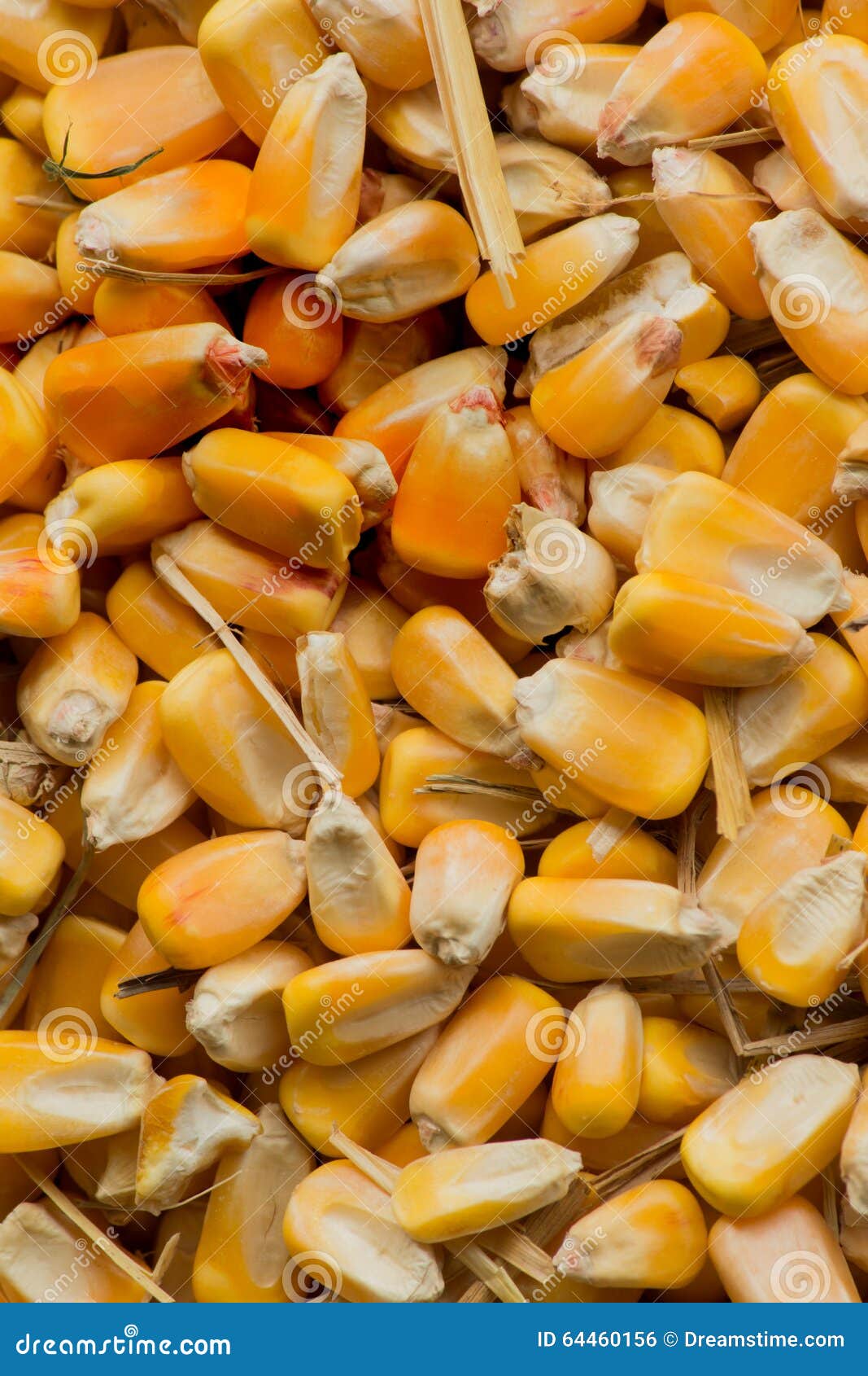 Dent Corn for Livestock Feed or Background Stock Photo Image of feed