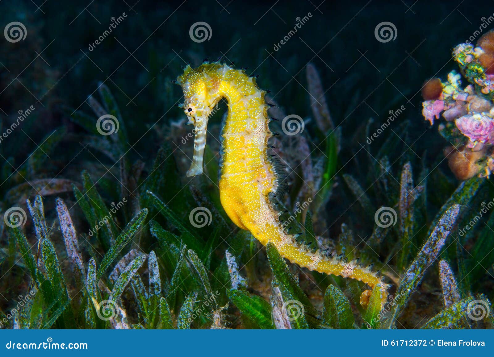 a yellow female common seahorse (hippocampus taeniopterus) on th
