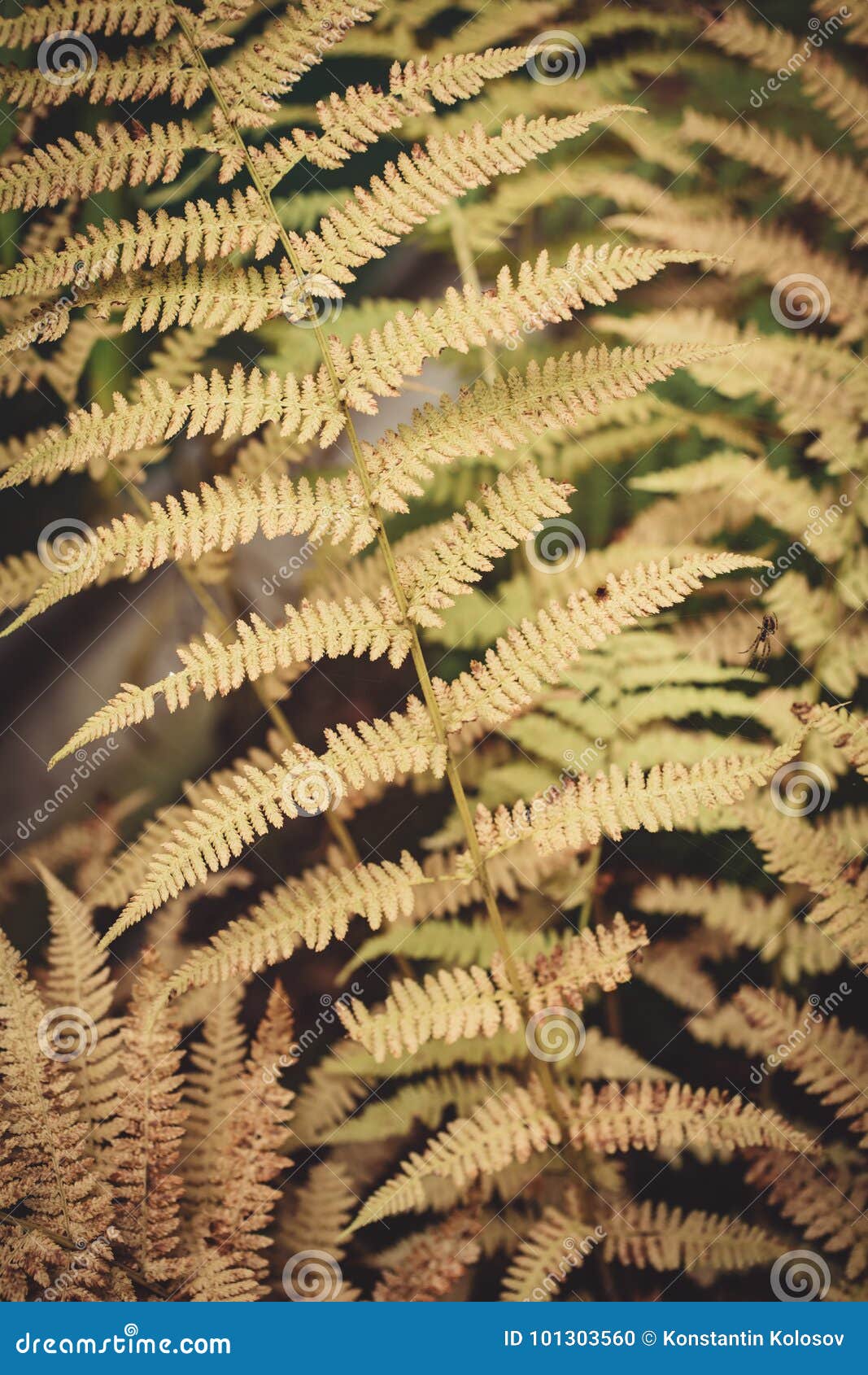 Yellow Fern Leaf Stock Photos Download 5,758 Royalty Free Photos