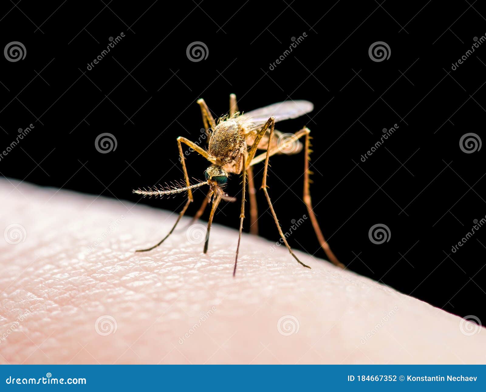 yellow fever, malaria or zika virus infected mosquito insect bite  on black