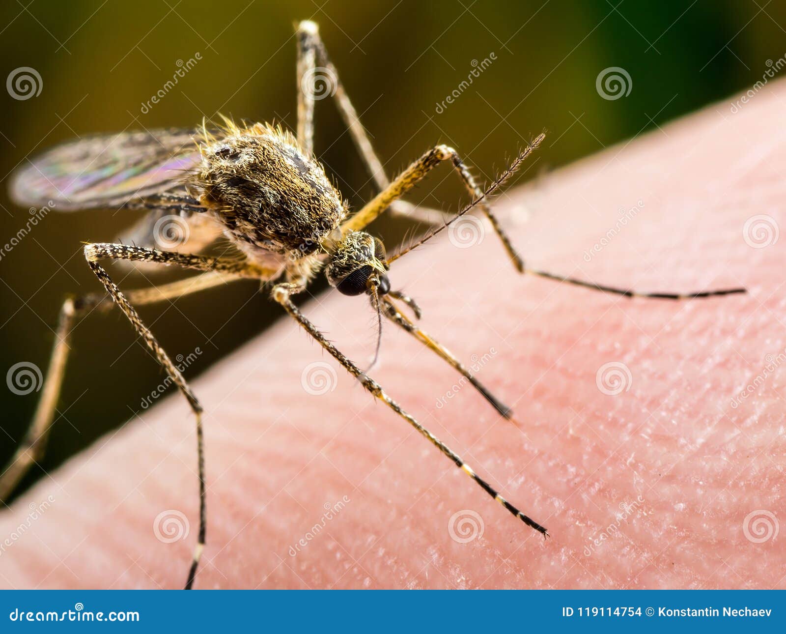 yellow fever, malaria or zika virus infected mosquito insect macro