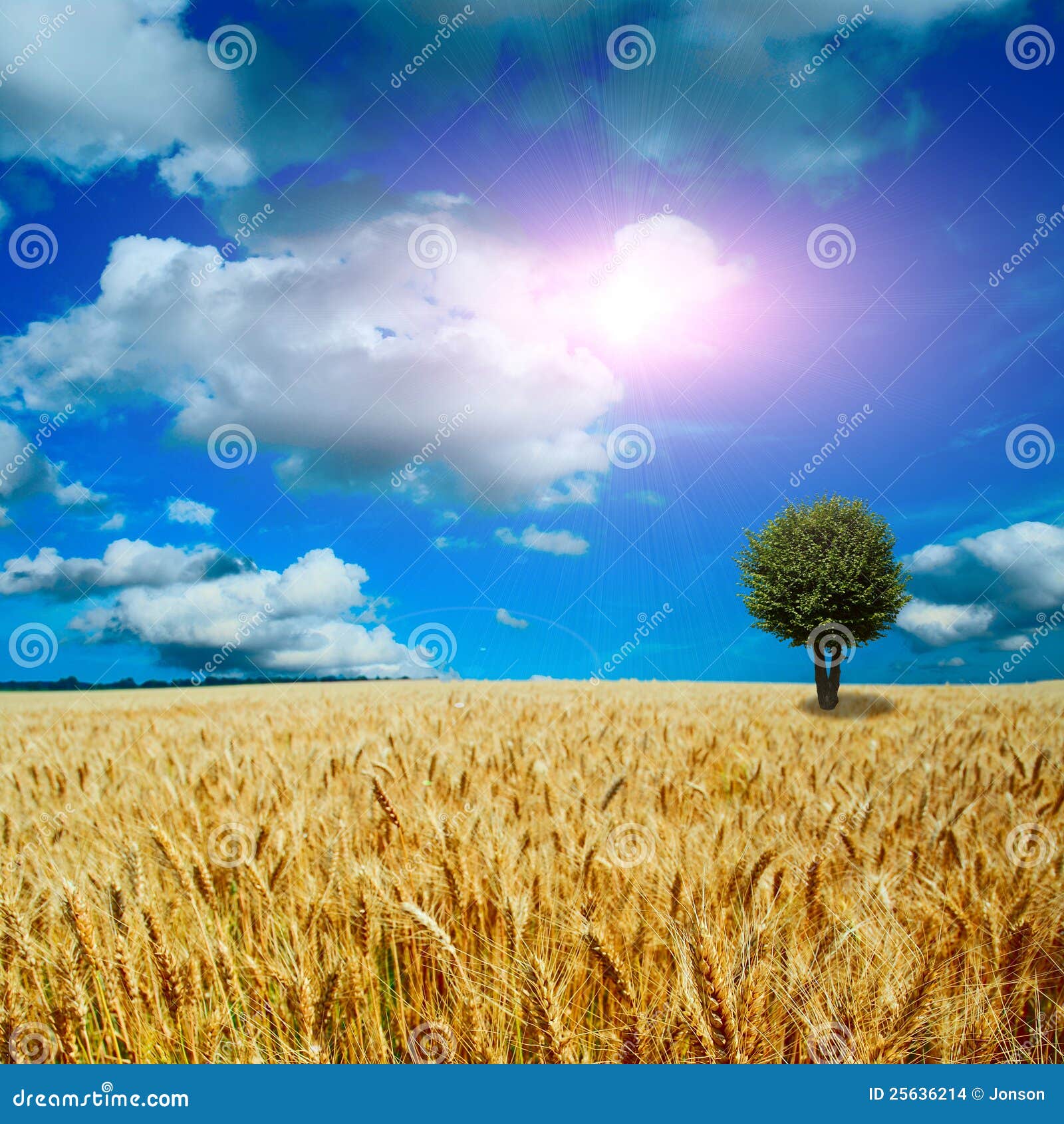 The yellow field stock photo. Image of agriculture, meadow 25636214