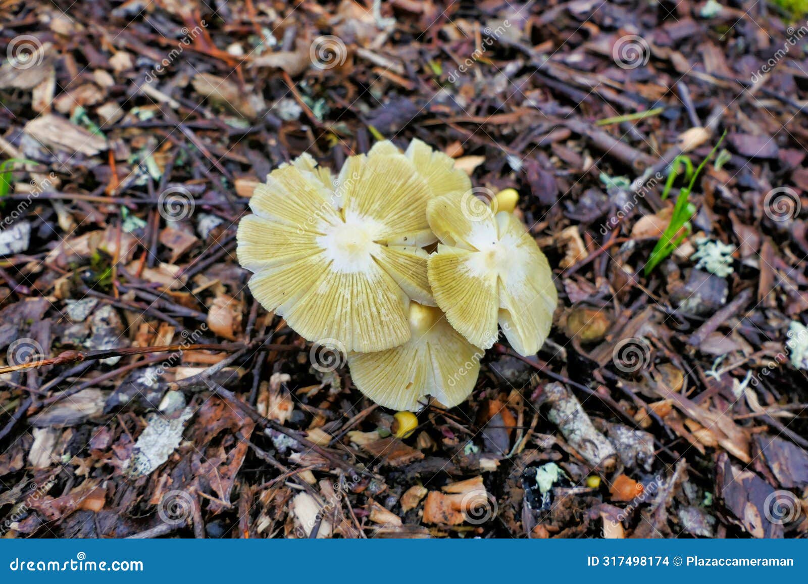 yellow field cap mushroom