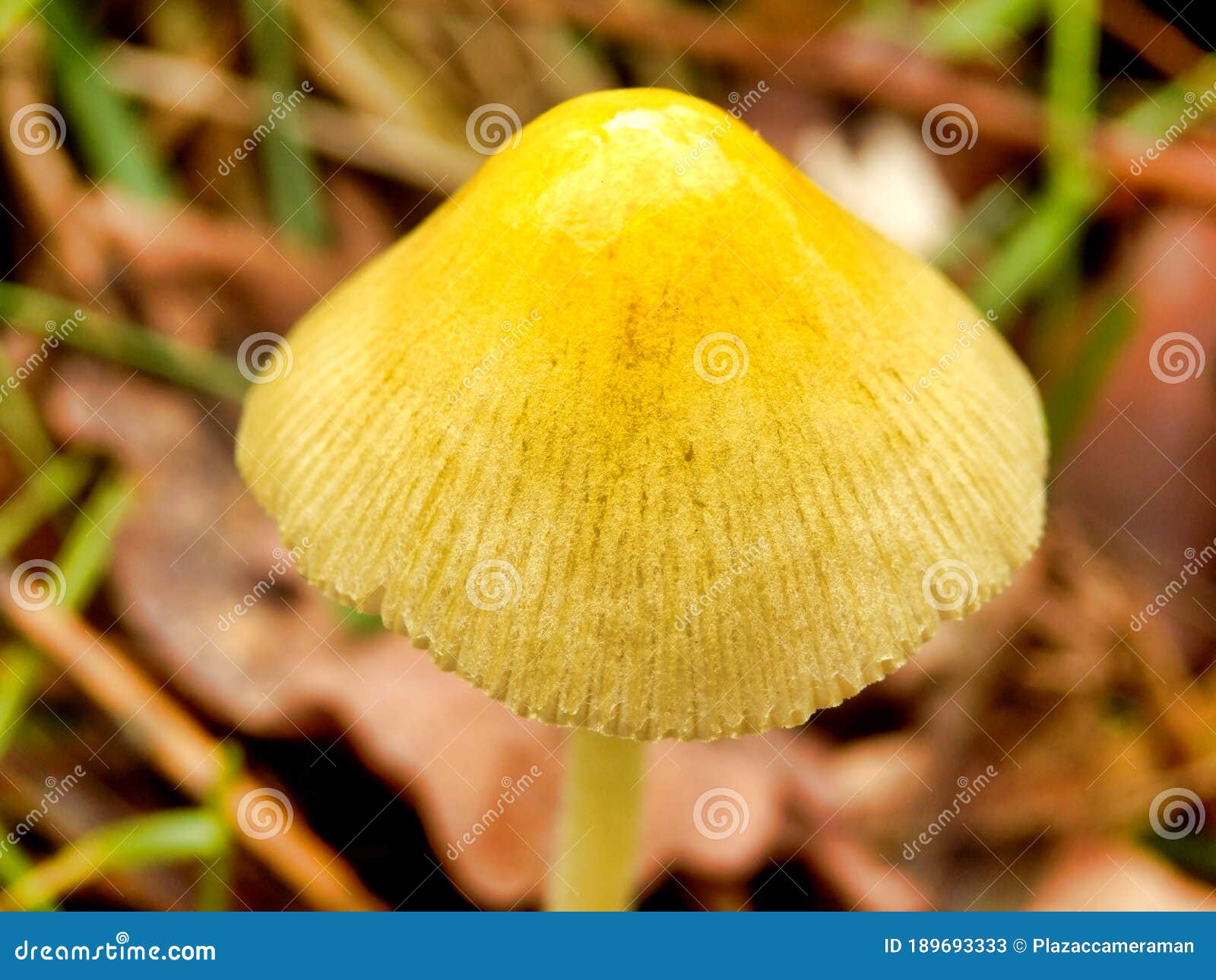 yellow field cap mushroom