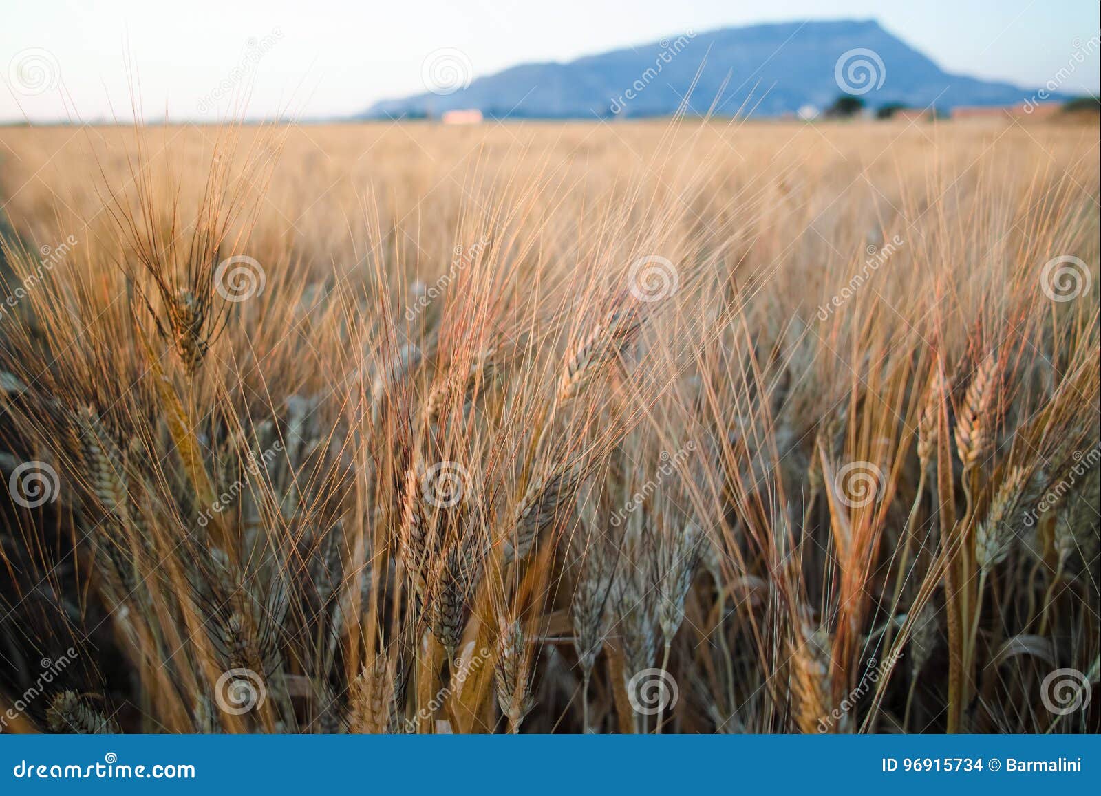 yellow fields with ripe hard wheat, grano duro, sicily, italy